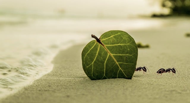 Descarga gratuita de hojas, hormigas, playa, arena, mar, océano, imagen gratuita para editar con el editor de imágenes en línea gratuito GIMP