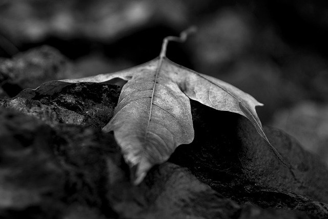 Bezpłatne pobieranie liści jesień jesień skały bez mchu zdjęcie do edycji za pomocą bezpłatnego edytora obrazów online GIMP
