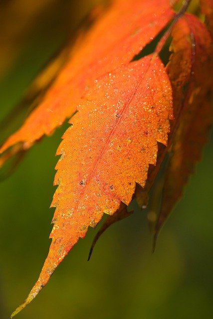 Free download leaf autumn leaves coloring orange free picture to be edited with GIMP free online image editor