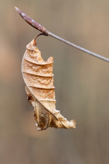 Free download leaf branches forest brown wood free picture to be edited with GIMP free online image editor