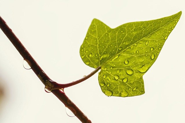 Free download leaf drops rain green water wet free picture to be edited with GIMP free online image editor