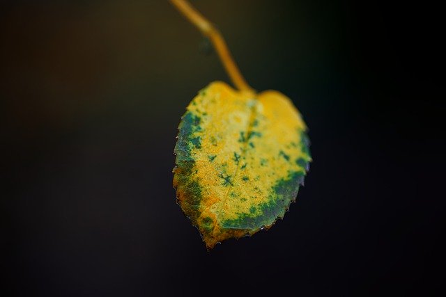 تنزيل مجاني لأوراق الخريف الخريف الألوان عن قرب للصورة المجانية ليتم تحريرها باستخدام محرر الصور المجاني على الإنترنت GIMP