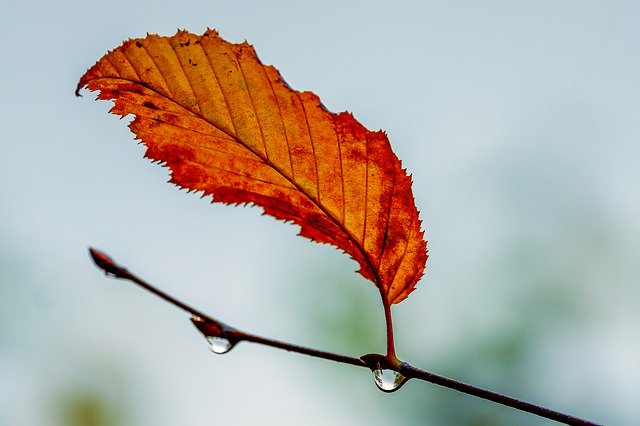 GIMPで編集できる無料のオンライン画像エディターで編集できる葉、季節の植物、秋の無料画像を無料でダウンロード