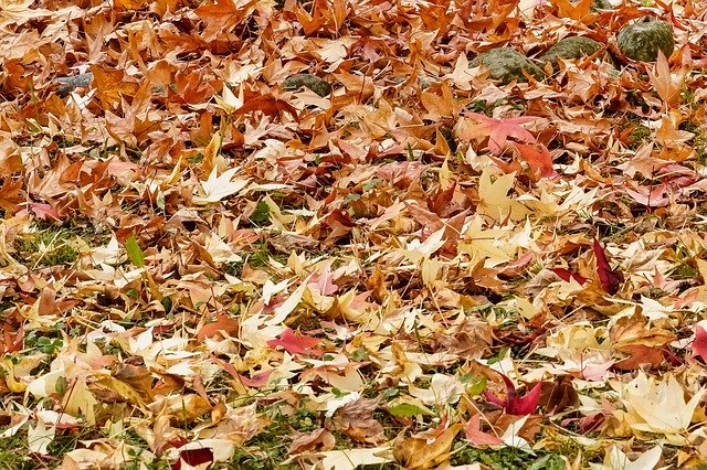 Free download leaf food nature season vegetable free picture to be edited with GIMP free online image editor