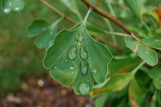 免费下载 Leaf Green Ginkgo - 使用 GIMP 在线图像编辑器编辑的免费照片或图片