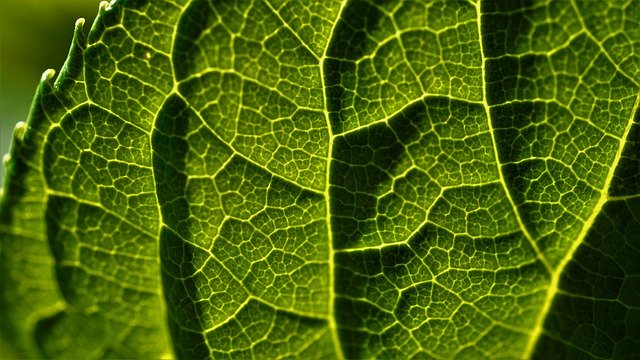 Безкоштовно завантажте безкоштовне зображення зеленого листя зблизька сонячного світла для редагування за допомогою безкоштовного онлайн-редактора зображень GIMP