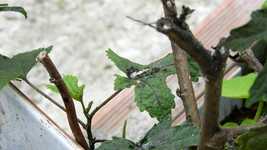 Free download Leaf Insects Macro -  free video to be edited with OpenShot online video editor