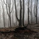 leafless forest  screen for extension Chrome web store in OffiDocs Chromium