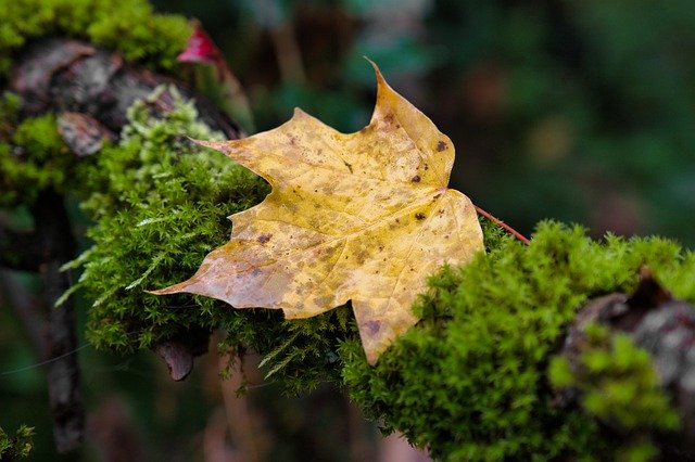 Бесплатно скачать лист мох дерево осень осенние листья бесплатное изображение для редактирования в GIMP бесплатный онлайн-редактор изображений