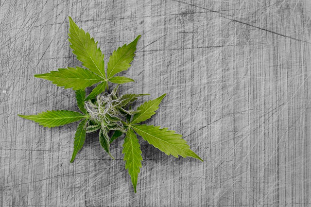 Download grátis folha natureza flora cannabis desktop imagem grátis para ser editada com o editor de imagens on-line gratuito do GIMP