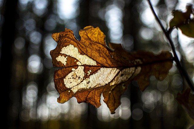 Téléchargement gratuit d'une image gratuite de feuille de chêne automne séchée fanée à modifier avec l'éditeur d'images en ligne gratuit GIMP