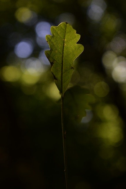 Download grátis folha de carvalho planta jovem folha florestal imagem grátis para ser editada com o editor de imagens on-line gratuito GIMP