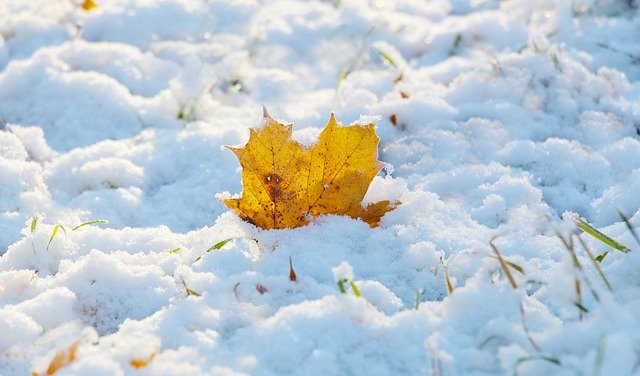 Free download leaf snow autumn free picture to be edited with GIMP free online image editor