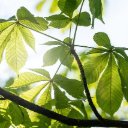 LEAF Theme  screen for extension Chrome web store in OffiDocs Chromium