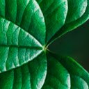 Leaf Vein Theme  screen for extension Chrome web store in OffiDocs Chromium