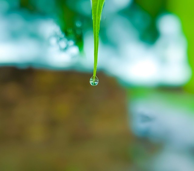 김프 무료 온라인 이미지 편집기로 편집할 수 있는 무료 다운로드 잎 물방울 배경 무료 사진