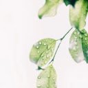 Leaf with water drop  screen for extension Chrome web store in OffiDocs Chromium