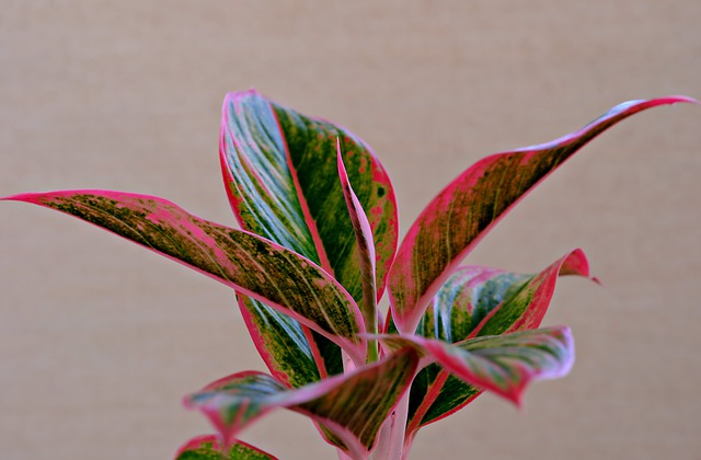 免费下载叶子 Aglonema 植物自然免费图片，使用 GIMP 免费在线图像编辑器进行编辑