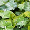 Leaves and Dew  screen for extension Chrome web store in OffiDocs Chromium