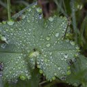 Leaves and dew drops  screen for extension Chrome web store in OffiDocs Chromium