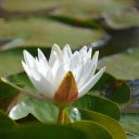Leaves and Flowers  screen for extension Chrome web store in OffiDocs Chromium