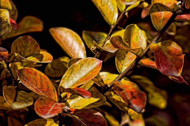 Descărcare gratuită poză cu frunze de toamnă crep de mirt pentru a fi editată cu editorul de imagini online gratuit GIMP