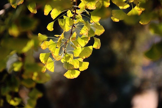 Free download leaves autumn ginkgo biloba tree free picture to be edited with GIMP free online image editor
