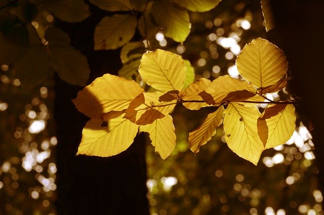 Free download leaves beech leaves foliage fall free picture to be edited with GIMP free online image editor