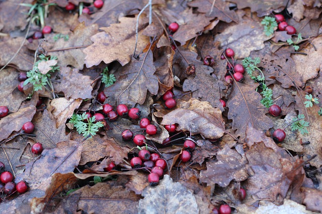Free download leaves berries foliage nature free picture to be edited with GIMP free online image editor
