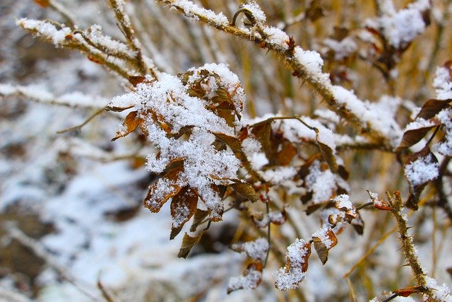 دانلود رایگان برگ شاخه برف یخ عکس رایگان برای ویرایش با ویرایشگر تصویر آنلاین رایگان GIMP