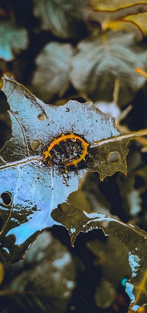 Скачать бесплатно листья гусеницы насекомое природа бесплатное изображение для редактирования с помощью бесплатного онлайн-редактора изображений GIMP
