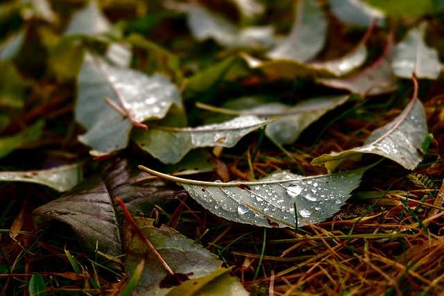 Free download leaves dew grass sheet autumn free picture to be edited with GIMP free online image editor