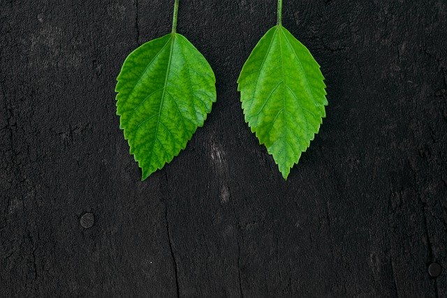 Free download leaves foliage background farm free picture to be edited with GIMP free online image editor