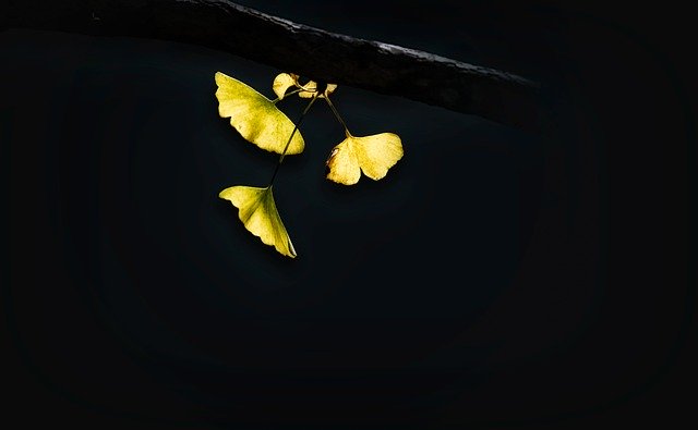 Free download leaves ginkgo biloba autumn fall free picture to be edited with GIMP free online image editor