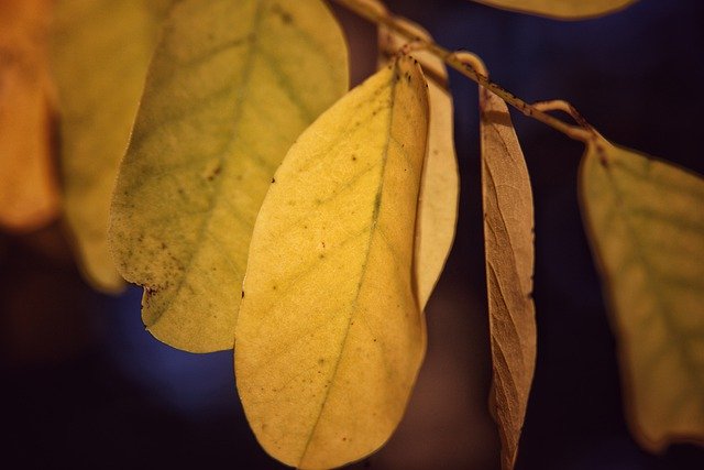 Free download leaves golden acacia fall foliage free picture to be edited with GIMP free online image editor