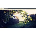 Leaves in dawn  screen for extension Chrome web store in OffiDocs Chromium