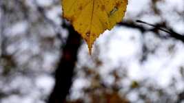 Unduh gratis Leaves Leaf Tree - video gratis untuk diedit dengan editor video online OpenShot