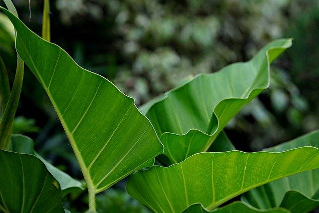 Free download leaves philodendron green nature free picture to be edited with GIMP free online image editor