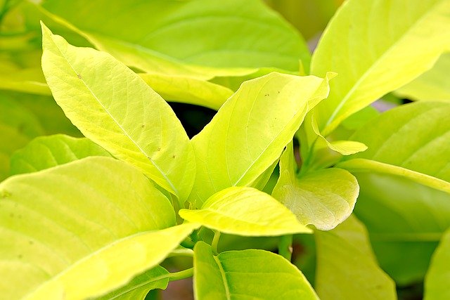 免费下载叶子植物叶子自然免费图片可使用 GIMP 免费在线图像编辑器进行编辑