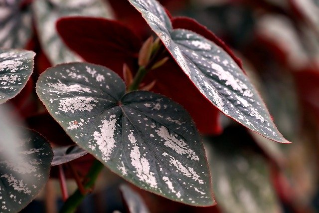 Free download leaves plant pattern leaves free picture to be edited with GIMP free online image editor