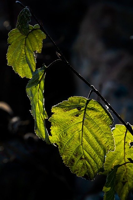 Téléchargement gratuit de l'image gratuite de feuilles de plantes en bois rétro-éclairées à modifier avec l'éditeur d'images en ligne gratuit GIMP