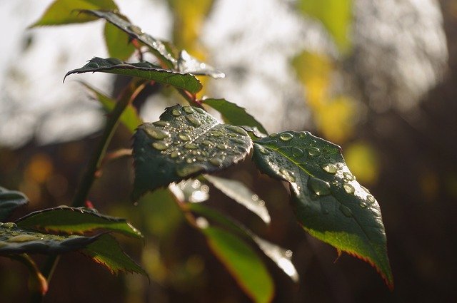 Free download leaves rose dew droplet garden free picture to be edited with GIMP free online image editor