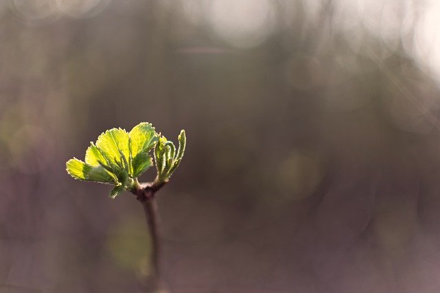 Free graphic leaves sprout nature spring bokeh to be edited by GIMP free image editor by OffiDocs