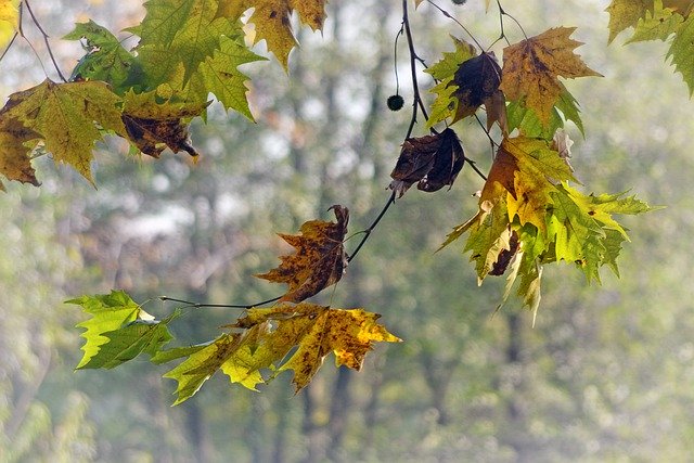 Download gratuito di foglie albero platano immagine gratuita da modificare con l'editor di immagini online gratuito GIMP