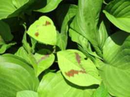 Free download Leaves with Mustaches or Mouths free photo or picture to be edited with GIMP online image editor