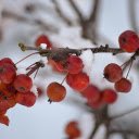 Leaves yield fruit  screen for extension Chrome web store in OffiDocs Chromium