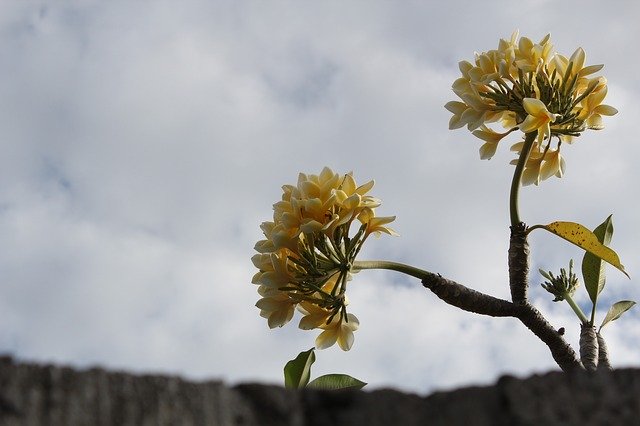 تنزيل صورة مجانية من lebar cm Island frangipani ليتم تحريرها باستخدام محرر الصور المجاني على الإنترنت GIMP