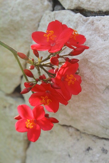 Безкоштовно завантажте безкоштовне зображення червоної квітки острова lebar cm для редагування за допомогою безкоштовного онлайн-редактора зображень GIMP