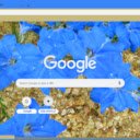 Lechenaultia  screen for extension Chrome web store in OffiDocs Chromium