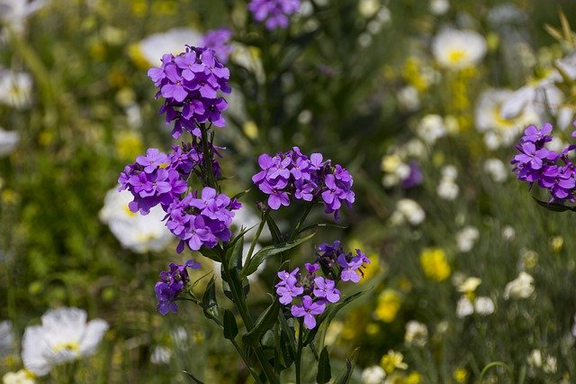 Descărcați gratuit le havre flower to dye summer poza gratuită pentru a fi editată cu editorul de imagini online gratuit GIMP
